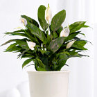 Serene Peace Lily Plant