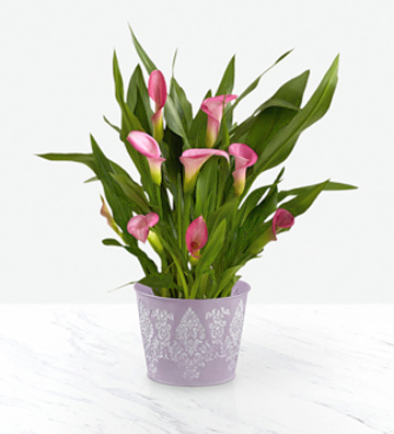 - Potted Pink Calla Lily