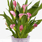 Potted Pink Calla Lily