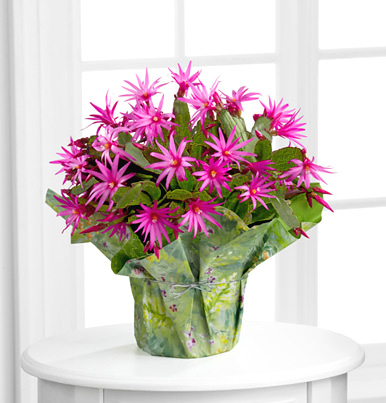 - FTD® Sunset Daydreams Cactus