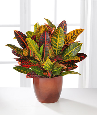 - Warm Impressions Croton Plant