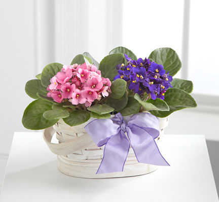 - Violet Views Blooming Basket