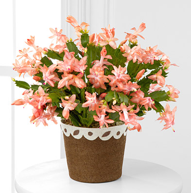 - Fall Fancy Blooming Zygo Cactus