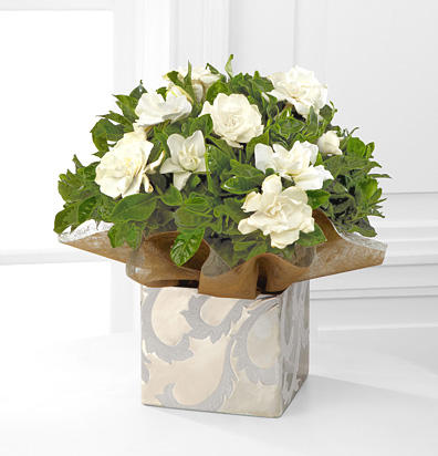 - Silver and Gold 6.5-Inch Holiday Gardenia Plant