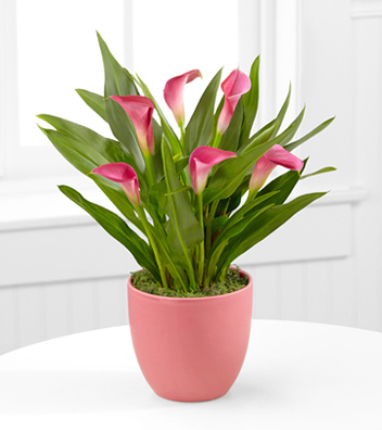 - Pink Poetry Calla Lily Plant - 4.5-inches