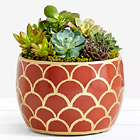 Desert Jewel Succulent Garden