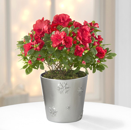 - Snowflake's Flight Holiday Azalea Plant