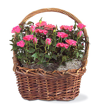 - Rose Garden Basket