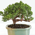 Juniper Bonsai