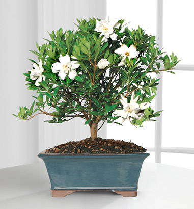 - Blossoming Abundance Gardenia Bonsai