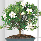Blossoming Abundance Gardenia Bonsai