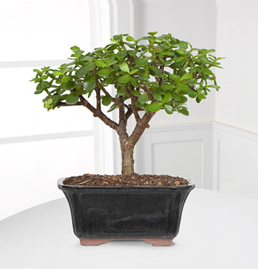 - Dwarf Jade Bonsai Tree