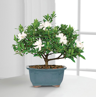 - Blossoming Abundance Gardenia Bonsai