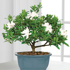 Blossoming Abundance Gardenia Bonsai