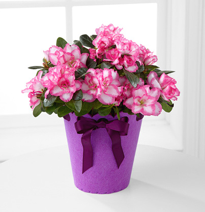 - Flowering Fun Birthday Azalea Plant