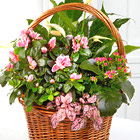 Pink Inspirations Dish Garden