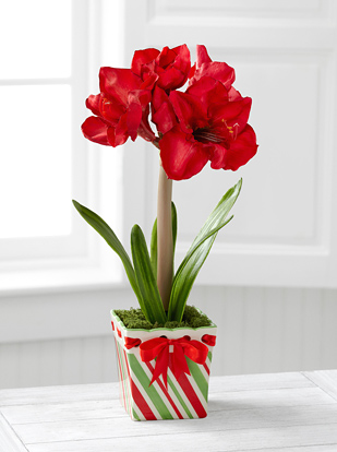 - FTD® Joyful Promises Holiday Amaryllis