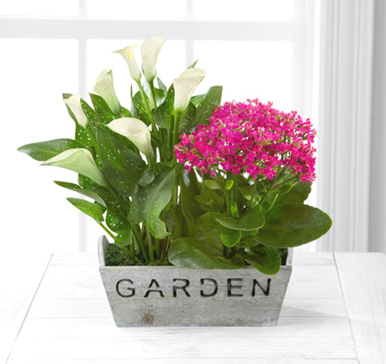 Spring Dish Garden Planter - Next Day Delivery