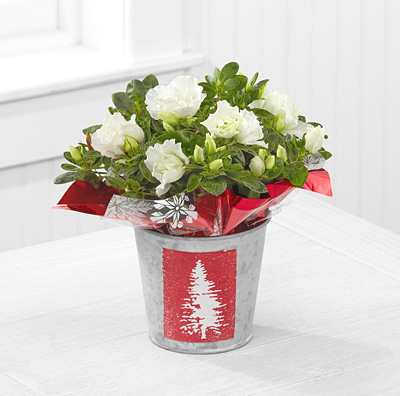 - FTD® Christmas Best 4.5-Inch Azalea Plant
