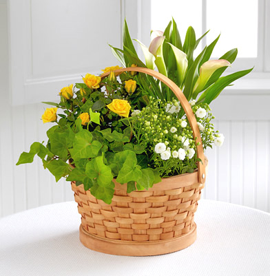 FTD Cheerful Wishes Blooming Basket - Next Day Delivery