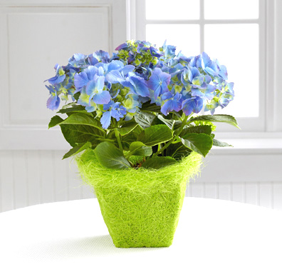 - FTD® Blue Skies Hydrangea Plant