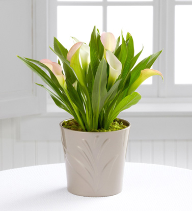 - FTD® Silver Linings Calla Lily Plant