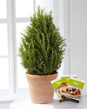 - FTD® Rosemary Riches Tree