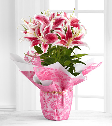 - FTD® Forever Spring Lily Plant