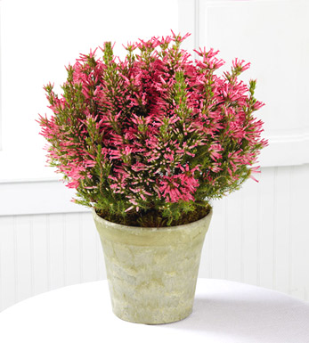 - FTD Lasting Impressions Pink Heather Plant