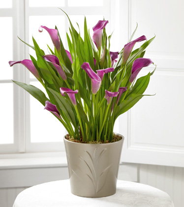 - FTD®  Lovely Life Calla Lily Plant