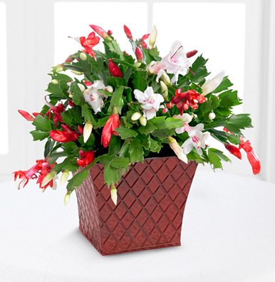 - FTD® Peppermint Perfection Christmas Cactus