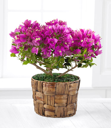 - FTD® Flowering Fuschsia Bougainvillea Plant