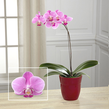 - Dream's Discovery Phalaenopsis Orchid