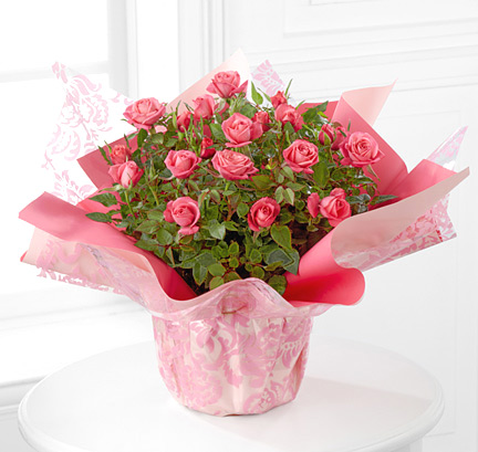 - Sweet Memories Mother's Day Mini Rose