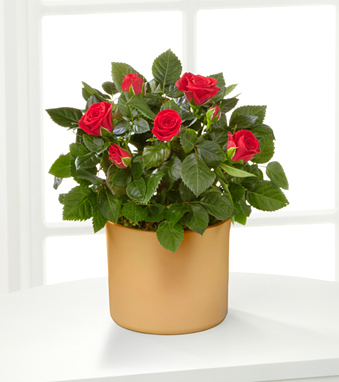 - Sheer Elegance Mini Rose Plant