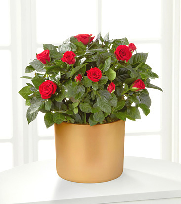 - Sheer Elegance Mini Rose Plant - 6.5-inch
