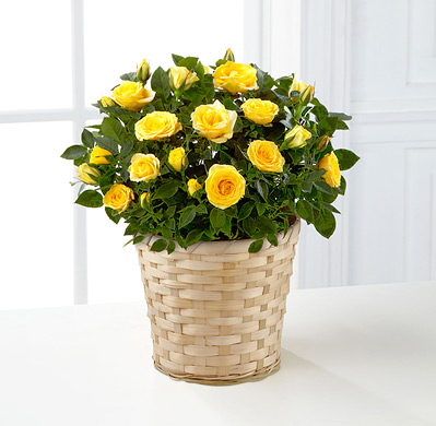 - FTD® Sunshine Spirit Mini Rose Plant