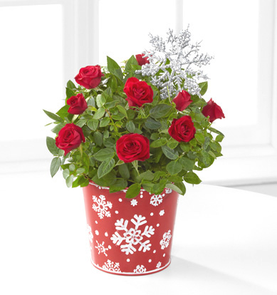 - Snowfall Celebration 4.5-Inch Holiday Mini Rose