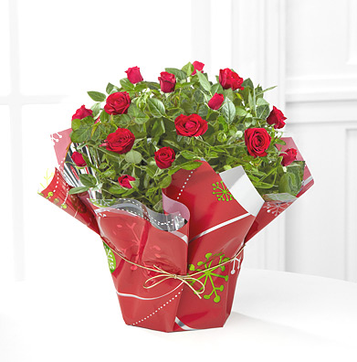 - Spread the Joy 6.5-Inch Mini Rose Plant
