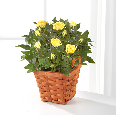 - Lighthearted Moments Mini Rose Plant