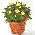Lighthearted Moments Mini Rose Plant