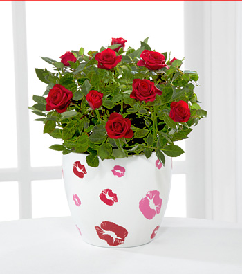 - Valentine Kisses Mini Rose Plant