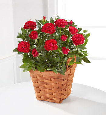 Mini Roses Plant Basket Mini Roses Plant Basket