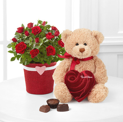 Valentine Rose Plant with Chocolates and Teddy Bear