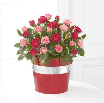 - Lots of Love Valentines 6.5-Inch Mini Rose Plant