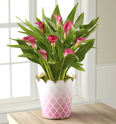 - Pink Ombre Calla Lily Plant