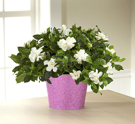 - Sparkle and Shine Valentines Gardenia Plant