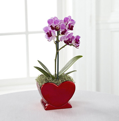- Heart Full of Love Valentine's Day Orchid Plant