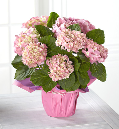 - Sweet on You Valentines Day Hydrangea Plant