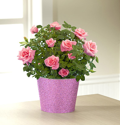 - Kiss Me Quick Valentines Day Mini Rose Plant